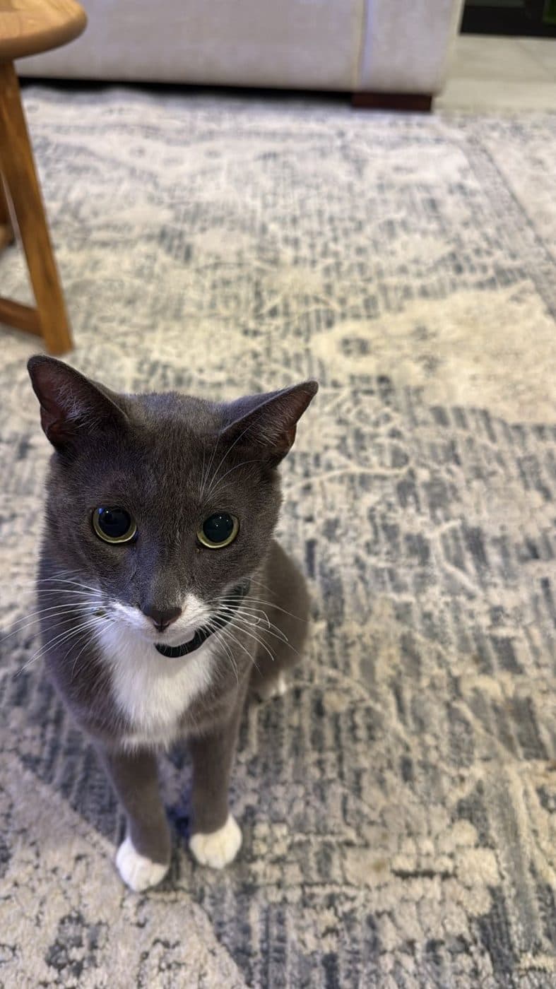 Beni the cat looking straight up at the camera.
