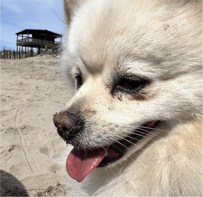 Napo, a small white dog, mid-grin on the sand at the beach in Los Mochis.