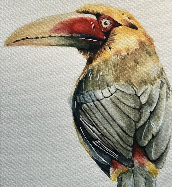 A watercolour painting of a toucan on textured paper.